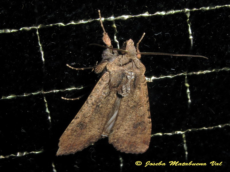 Agrochola circellaris - No, Peridroma saucia, Noctuidae